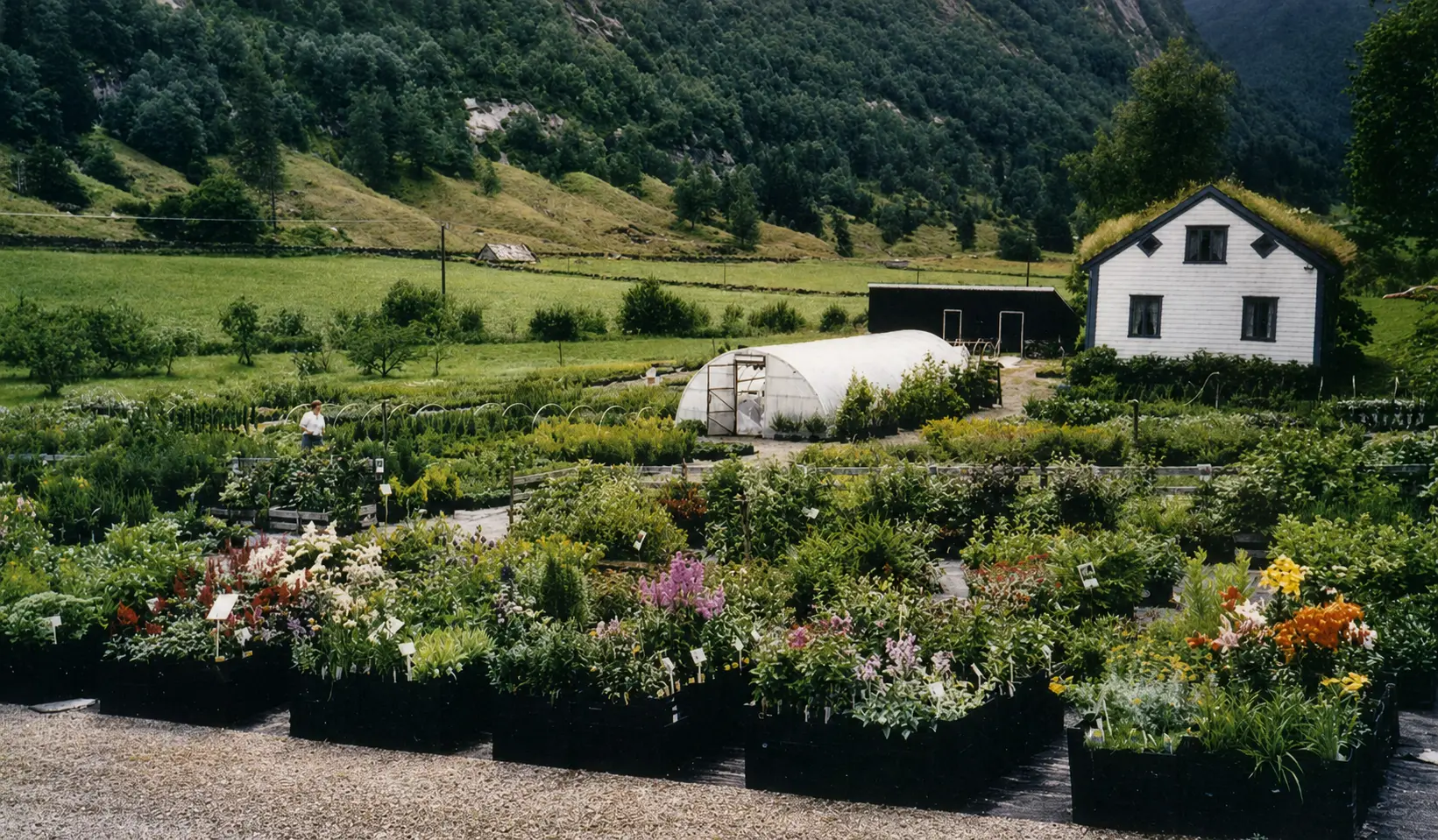 The Tynning plant nursery in full bloom, with rows of flowers, a greenhouse and the white family house